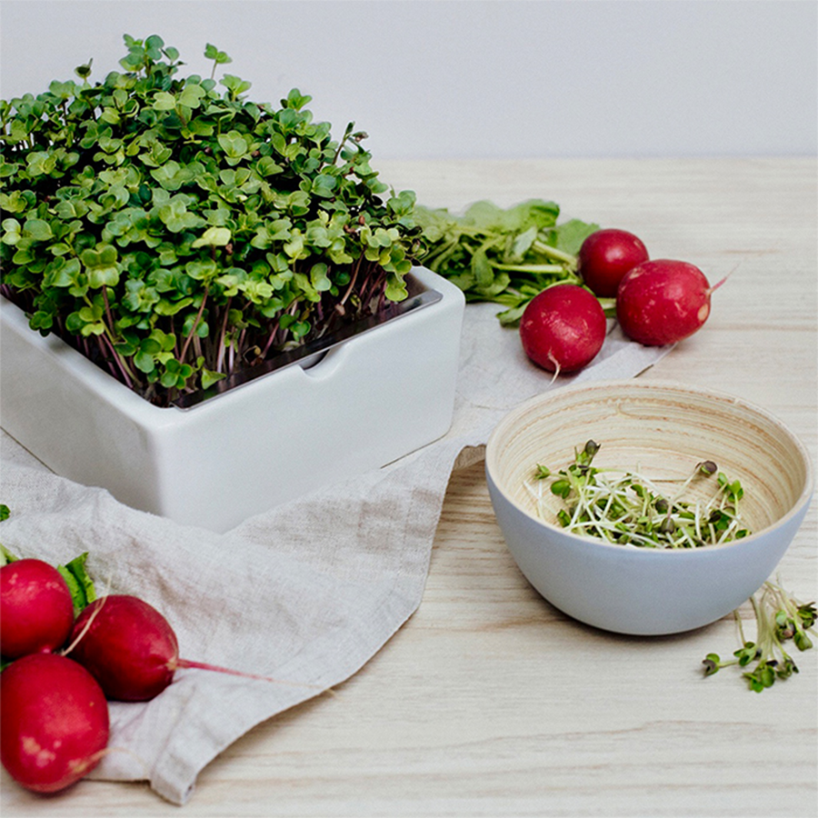 Anzuchtset Starter-Kit Microgreens