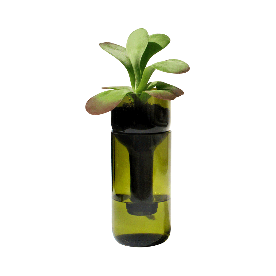 Self Watering Bottle Grün