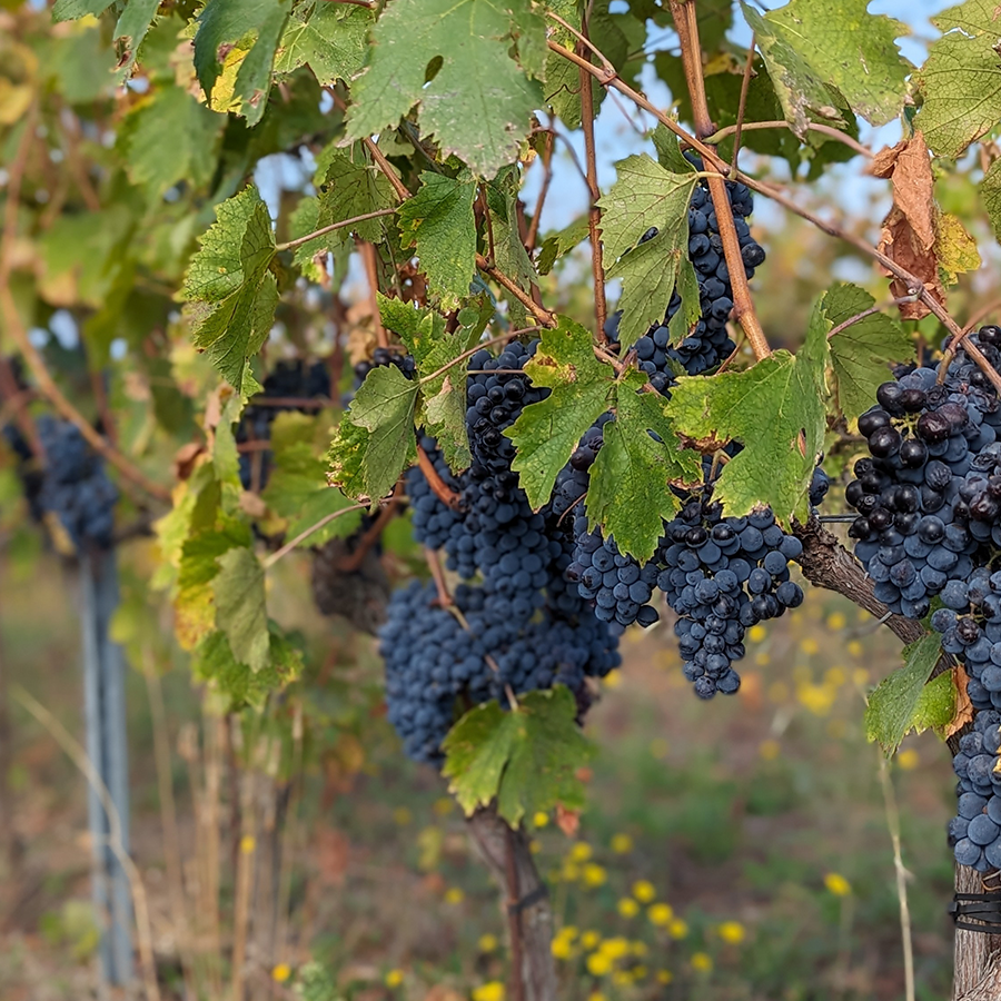 Weinpaket Umbrien