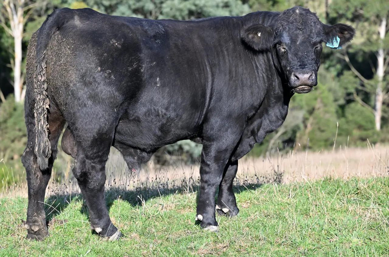 Commercial Angus Bulls (3 of 3)