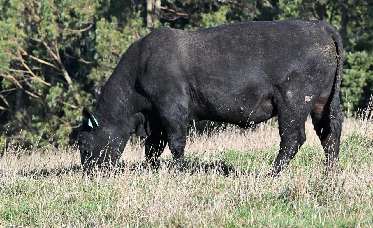 Commercial Angus Bulls (1 of 3)