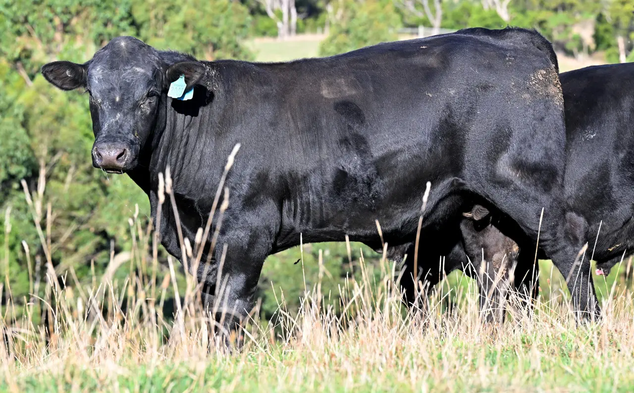 Commercial Angus Bulls (2 of 3)