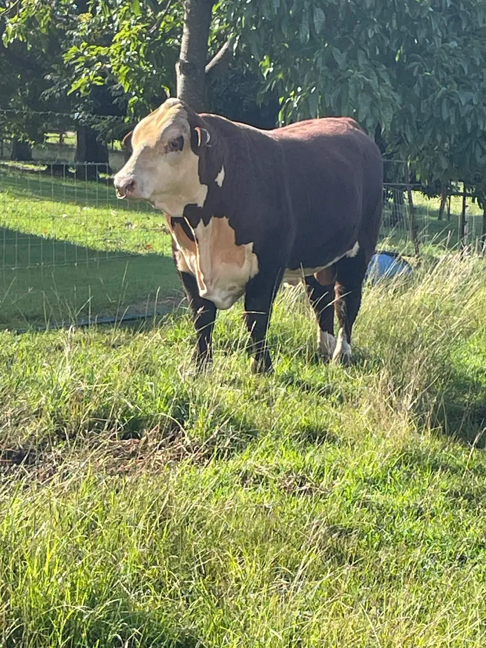 Poll Hereford bull 20 months (3 of 4)