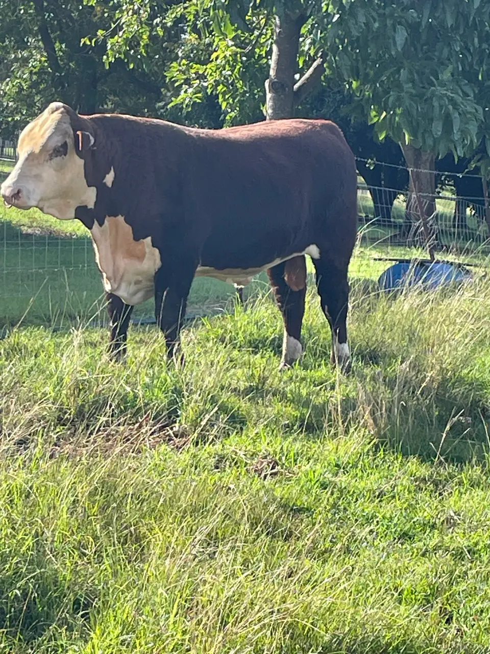 Poll Hereford bull 20 months (4 of 4)