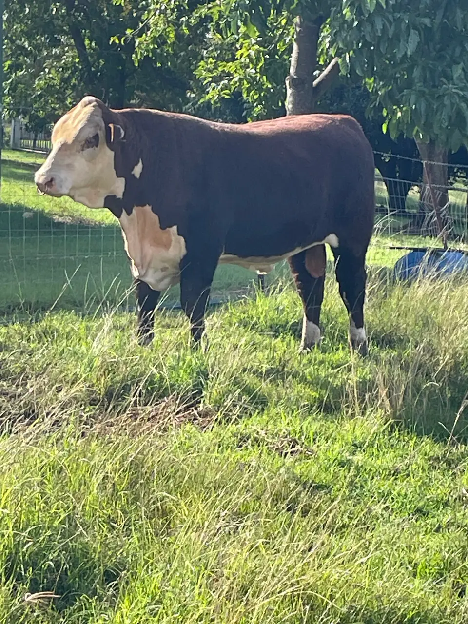 Poll Hereford bull 20 months (2 of 4)