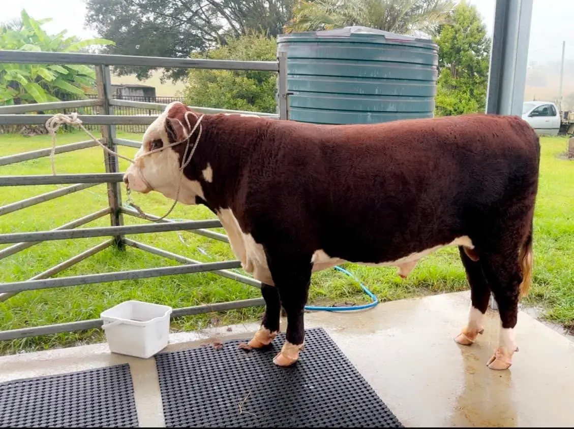 Poll Hereford bull 20 months (1 of 4)