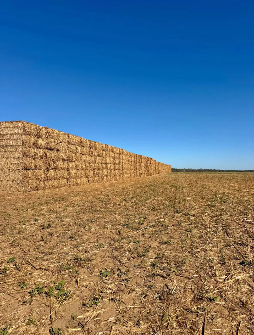 Forage Sorgham Hay (2 of 4)
