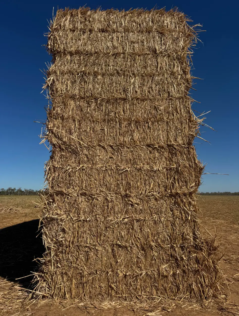 Forage Sorgham Hay (1 of 4)