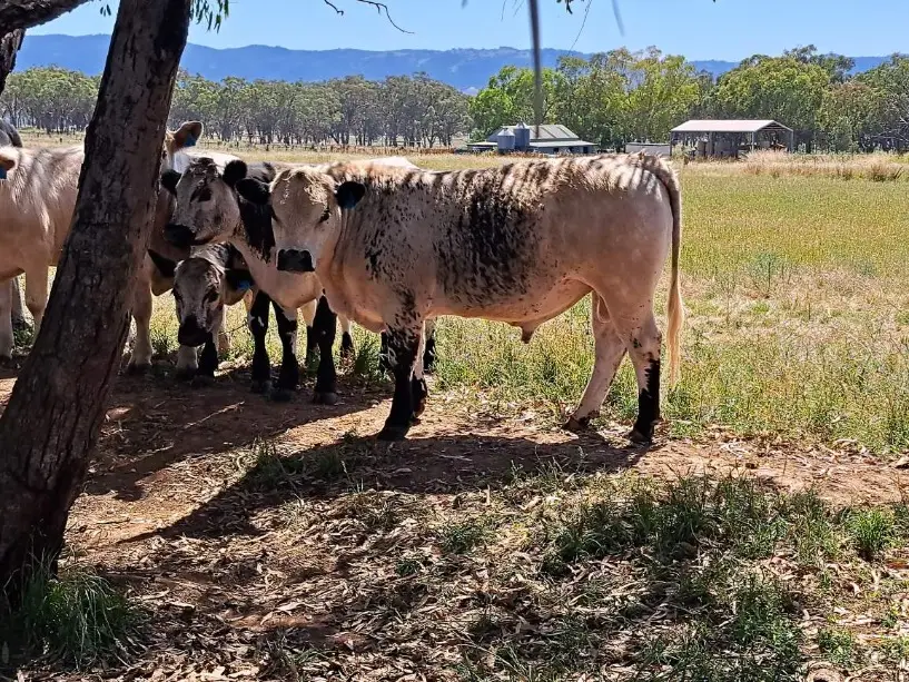 5 Speckle Park Bulls (1 of 6)