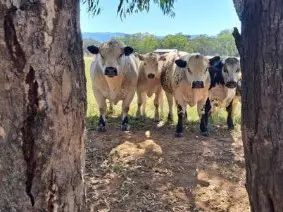 5 Speckle Park Bulls (2 of 6)