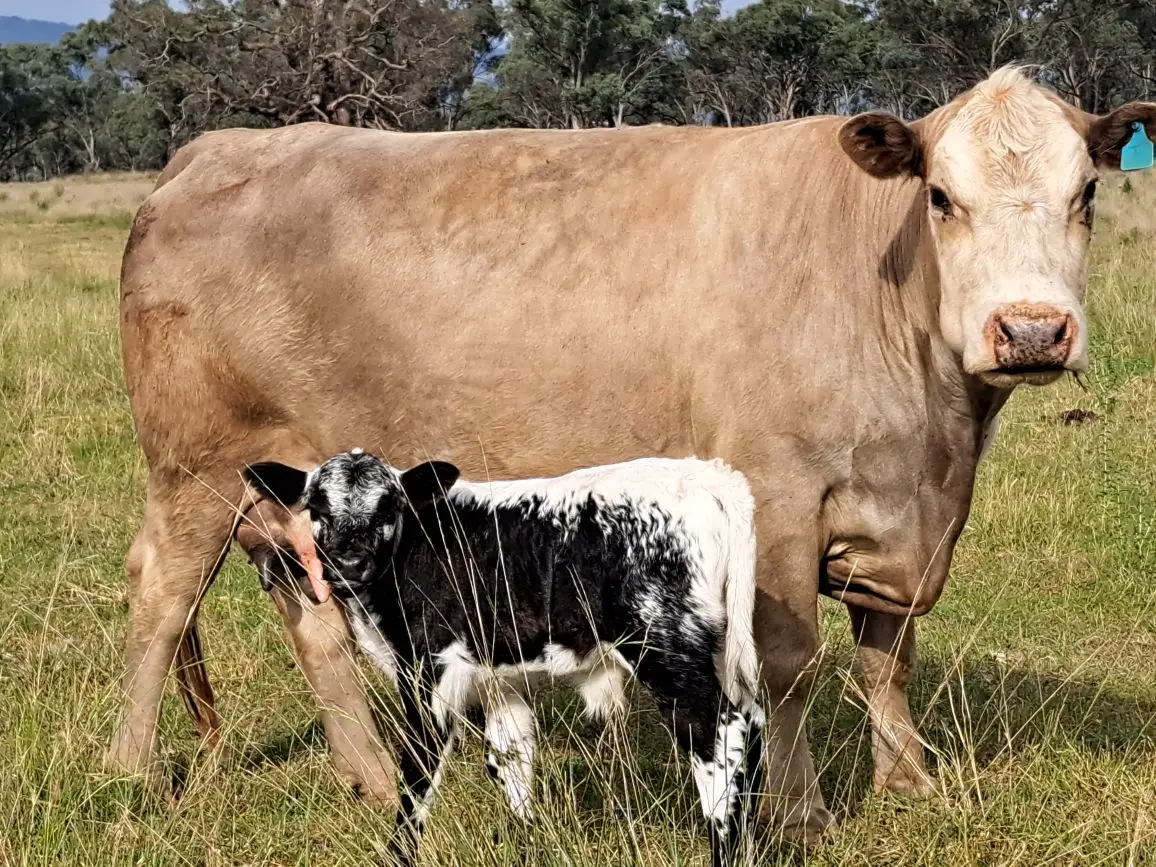 5 Speckle Park Bulls (5 of 6)