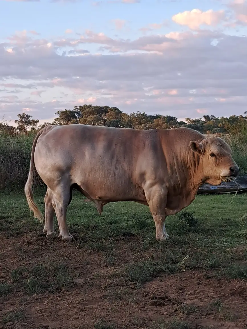 5 Speckle Park Bulls (6 of 6)