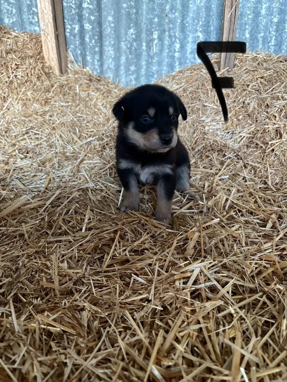 Maremma x Kelpie Pups (4 of 4)