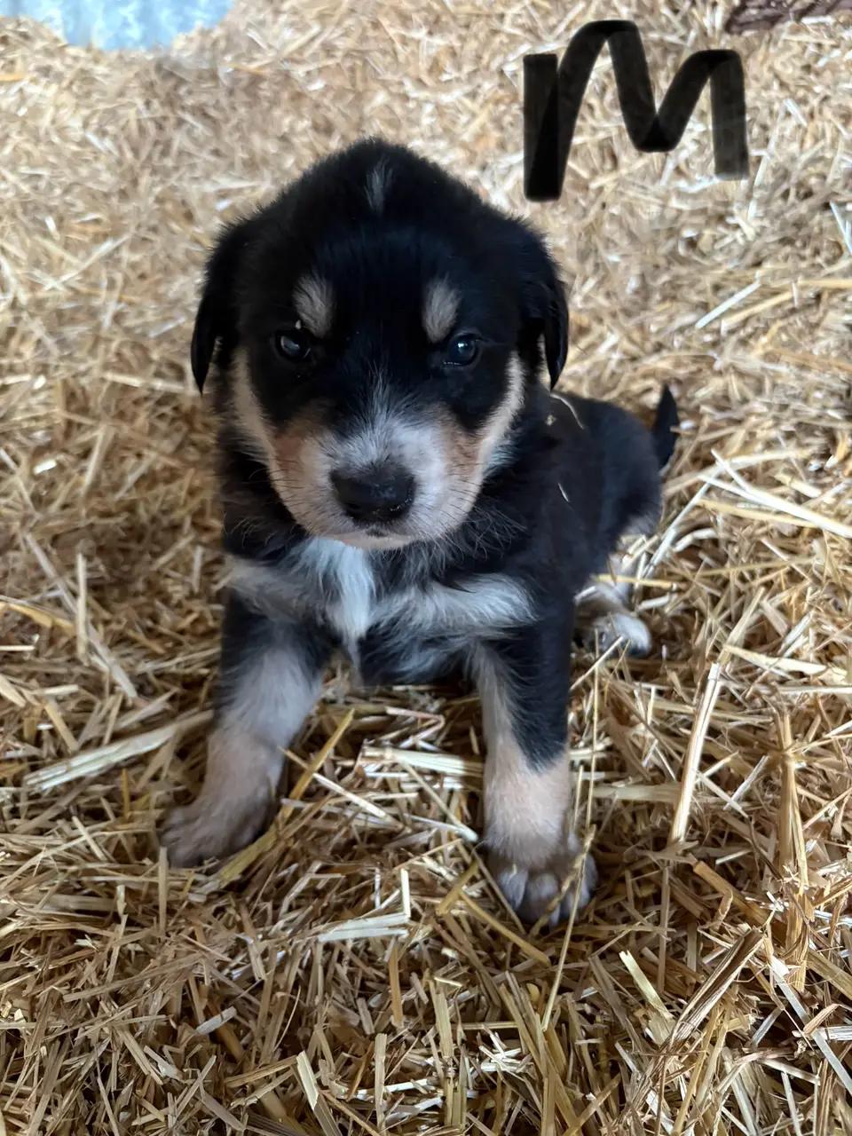 Maremma x Kelpie Pups (1 of 4)