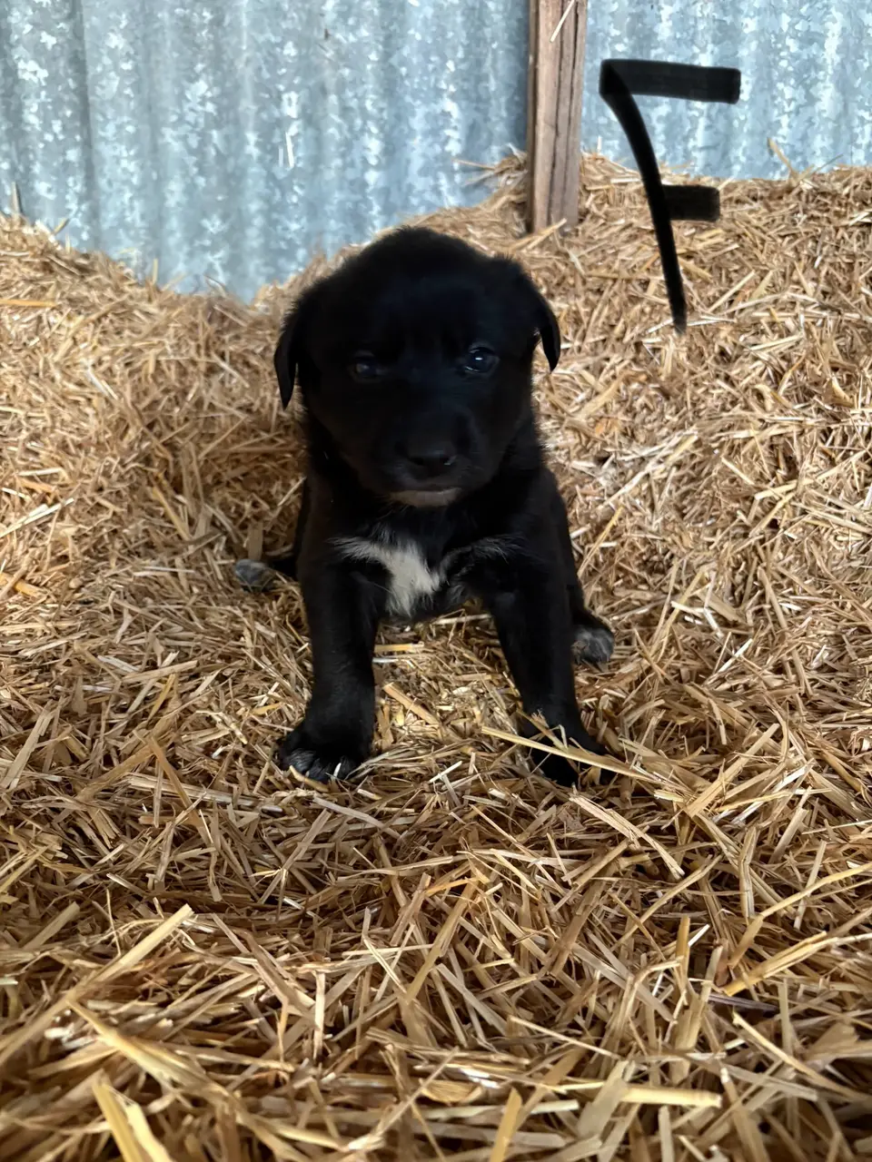 Maremma x Kelpie Pups (3 of 4)