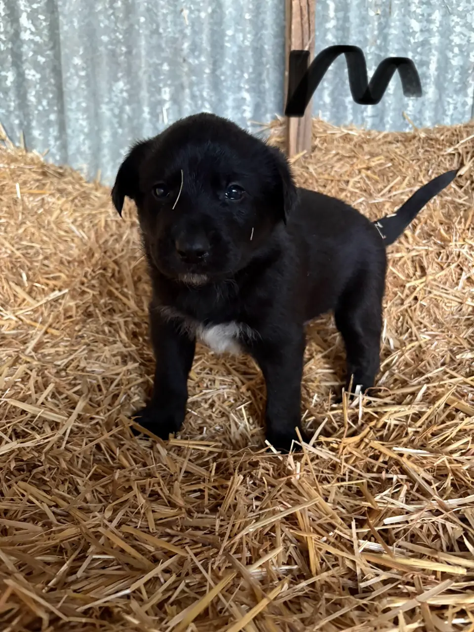 Maremma x Kelpie Pups (2 of 4)