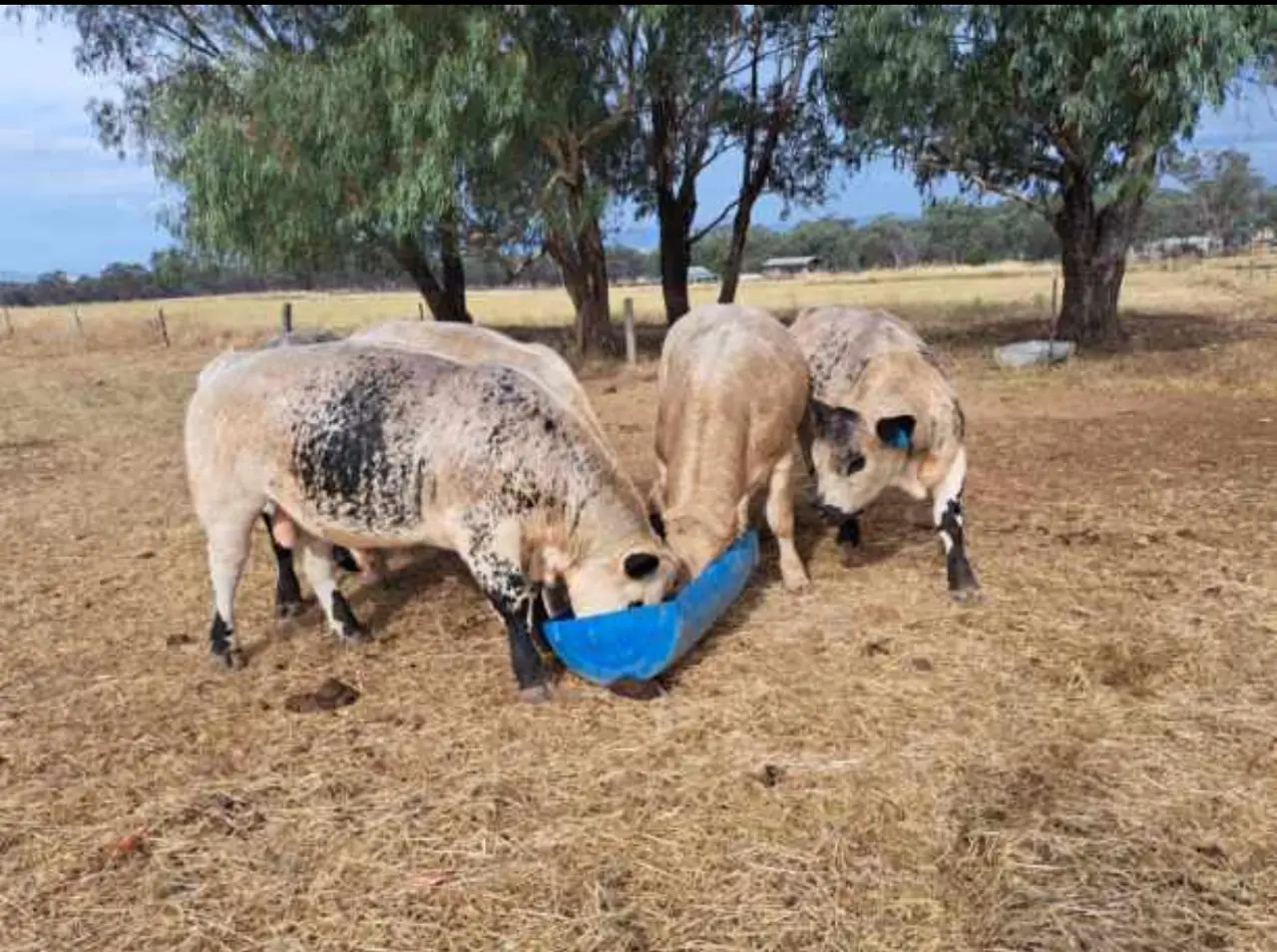 5 Speckle Park Bulls (4 of 6)