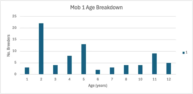 Fullblood PTIC Wagyu Breeders – Two Mobs Available (154 Head Total) (2 of 3)