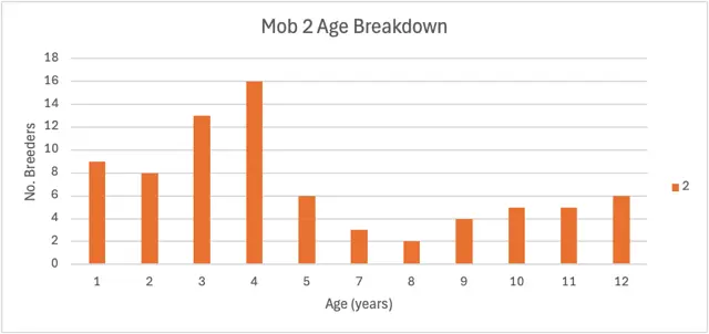Fullblood PTIC Wagyu Breeders – Two Mobs Available (154 Head Total) (3 of 3)