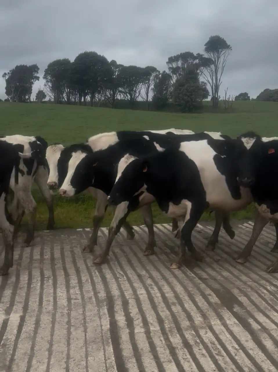 2-2.5 yo in-calf Friesian Hefiers (2 of 2)