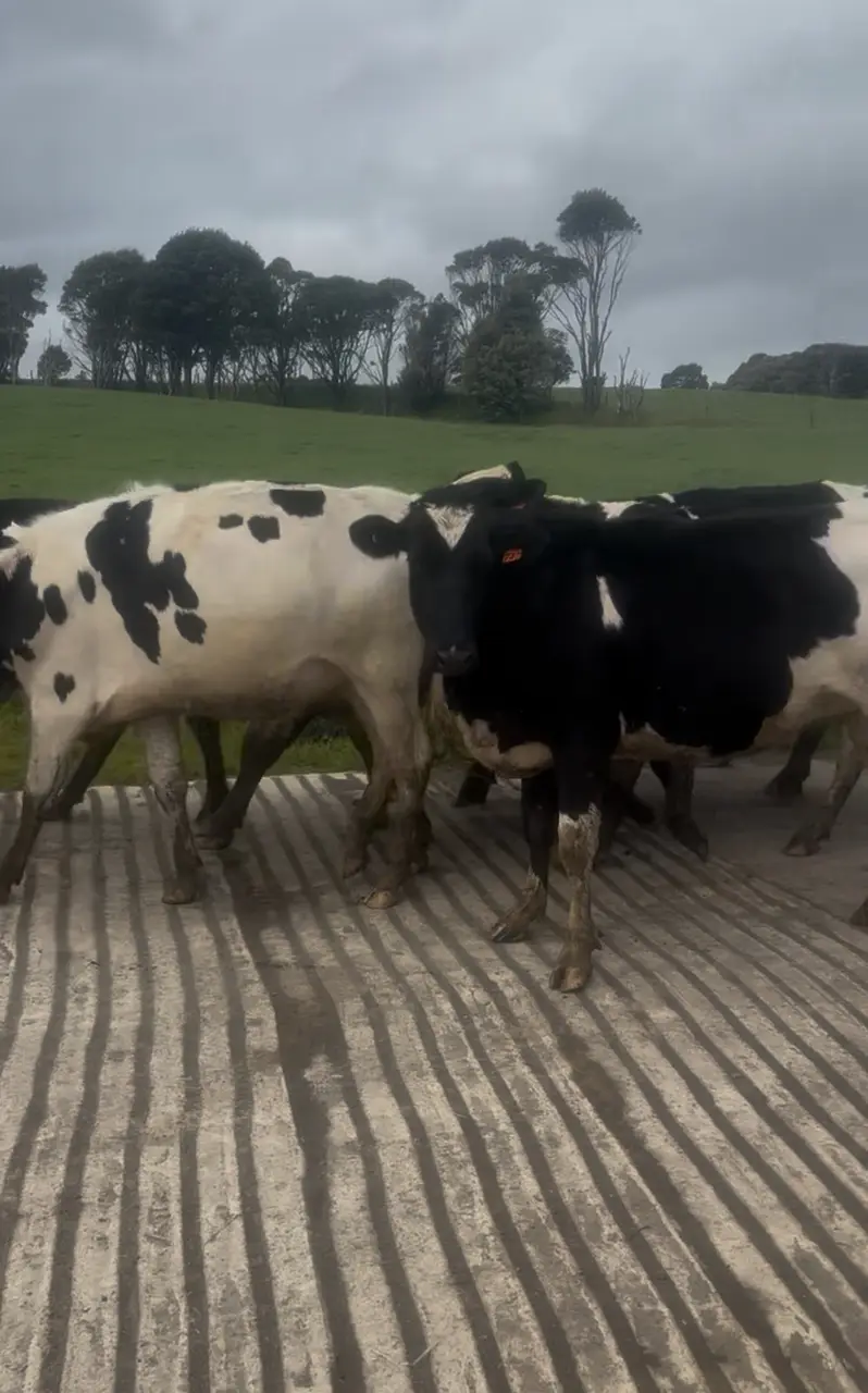 2-2.5 yo in-calf Friesian Hefiers (1 of 2)