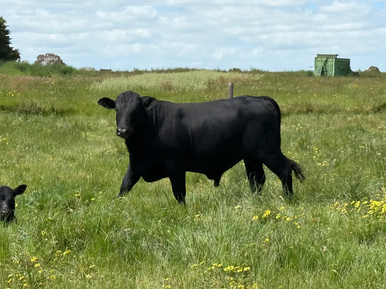 Angus Brahman x Bull (4 of 5)