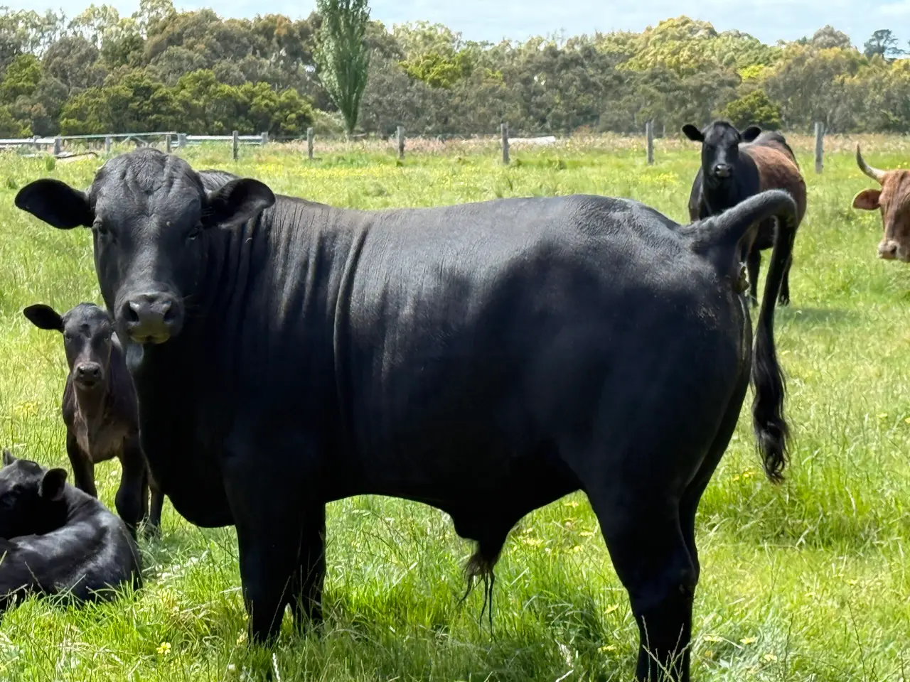 Angus Brahman x Bull (3 of 5)