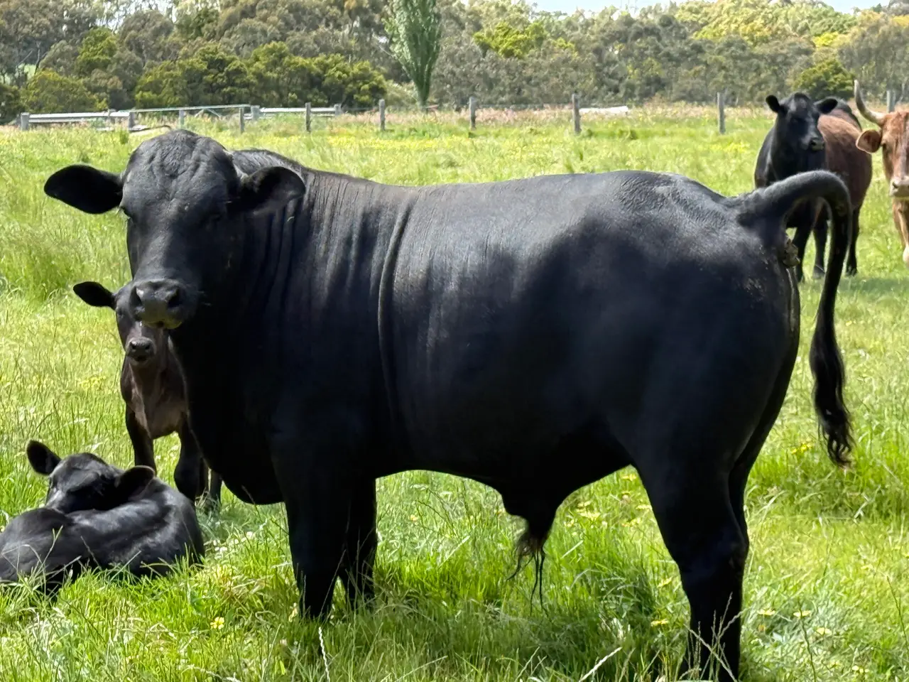 Angus Brahman x Bull (1 of 5)