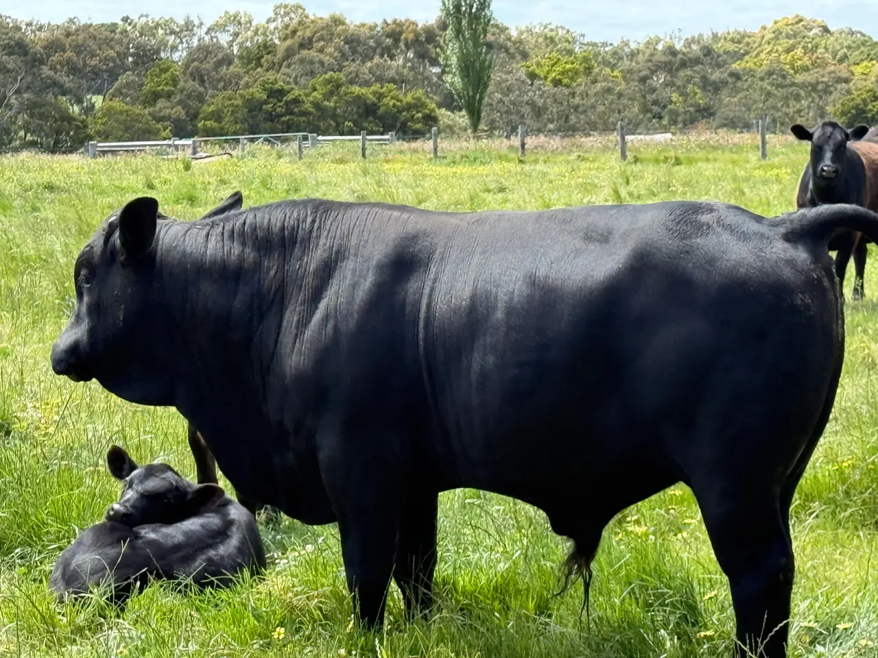 Angus Brahman x Bull (2 of 5)