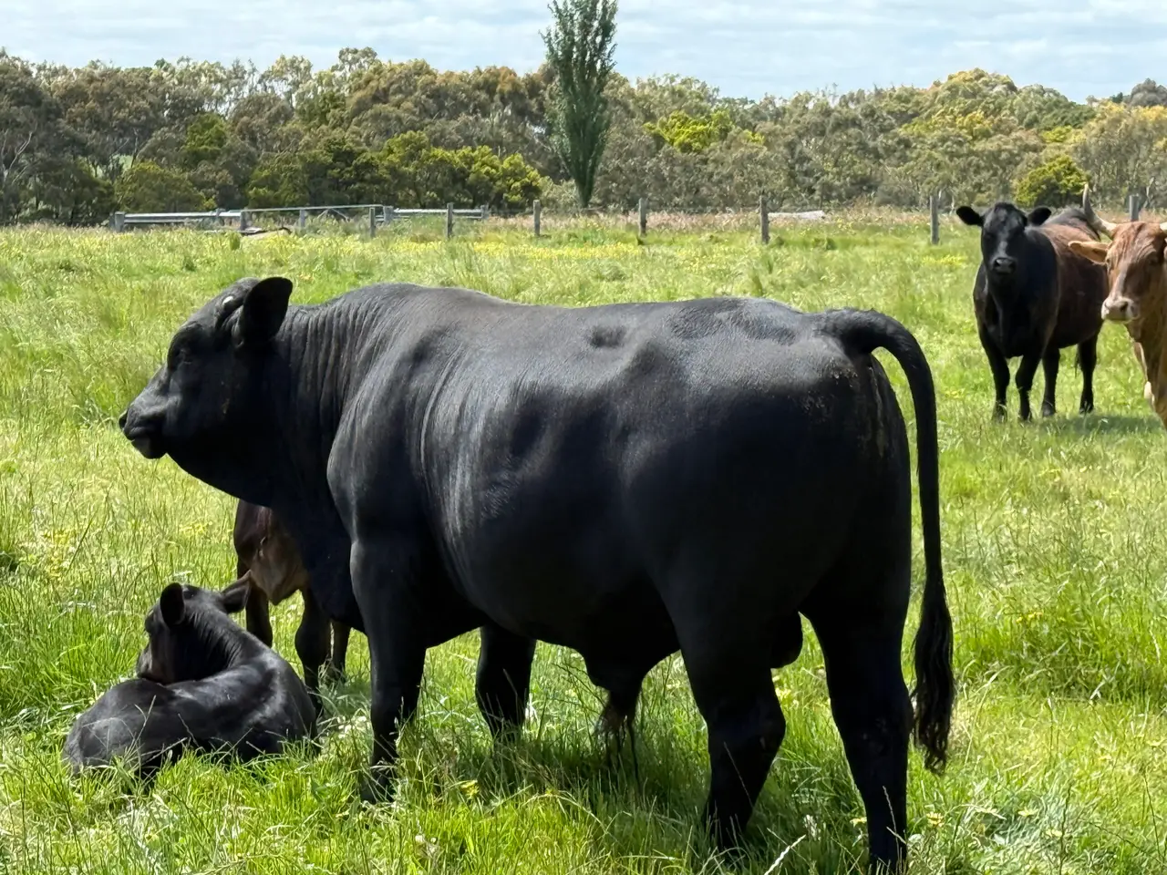 Angus Brahman x Bull (5 of 5)