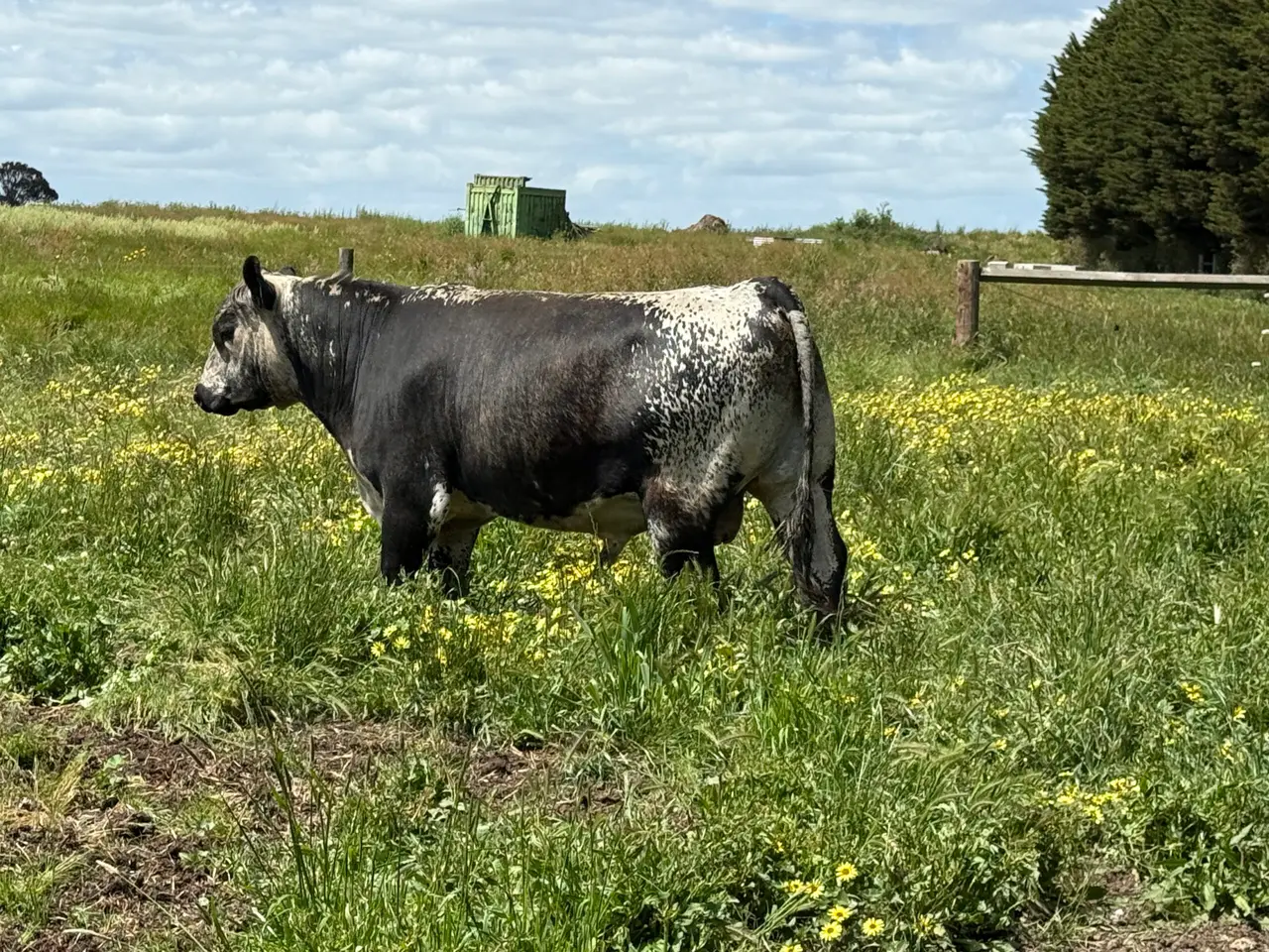 Speckle Park x Angus Bull (6 of 6)
