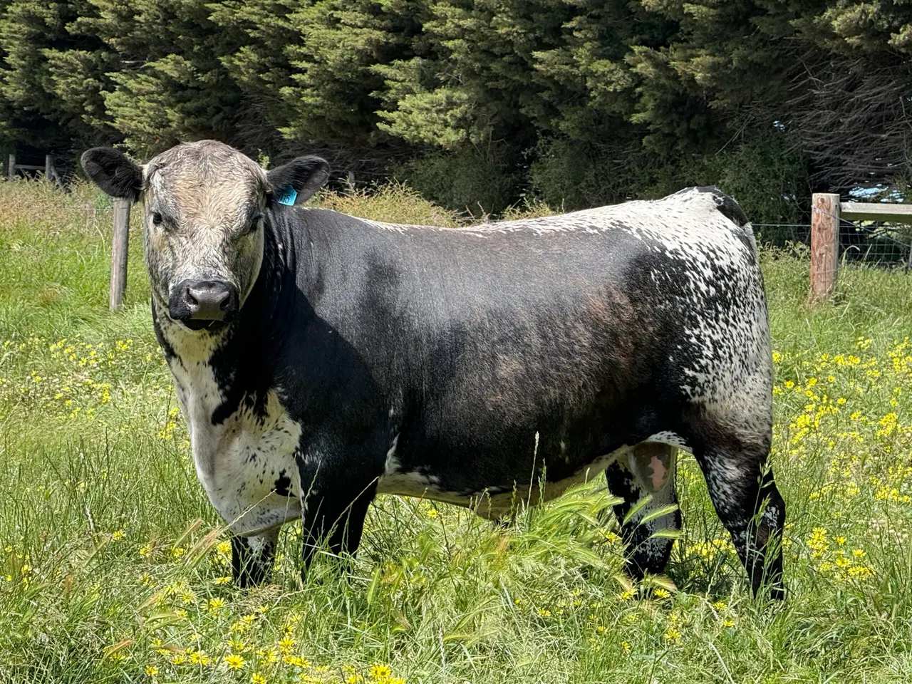 Speckle Park x Angus Bull (1 of 6)