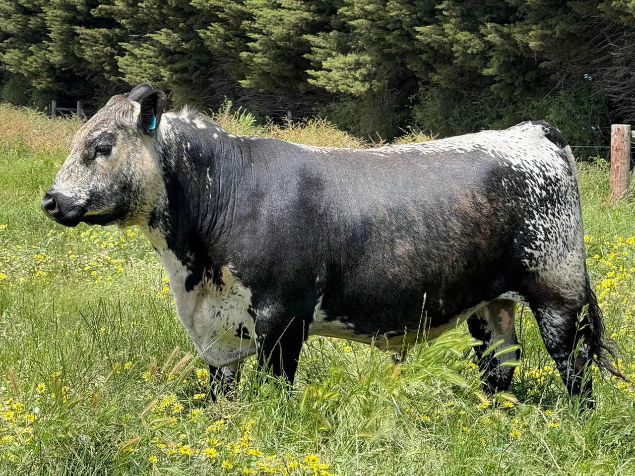Speckle Park x Angus Bull (2 of 6)