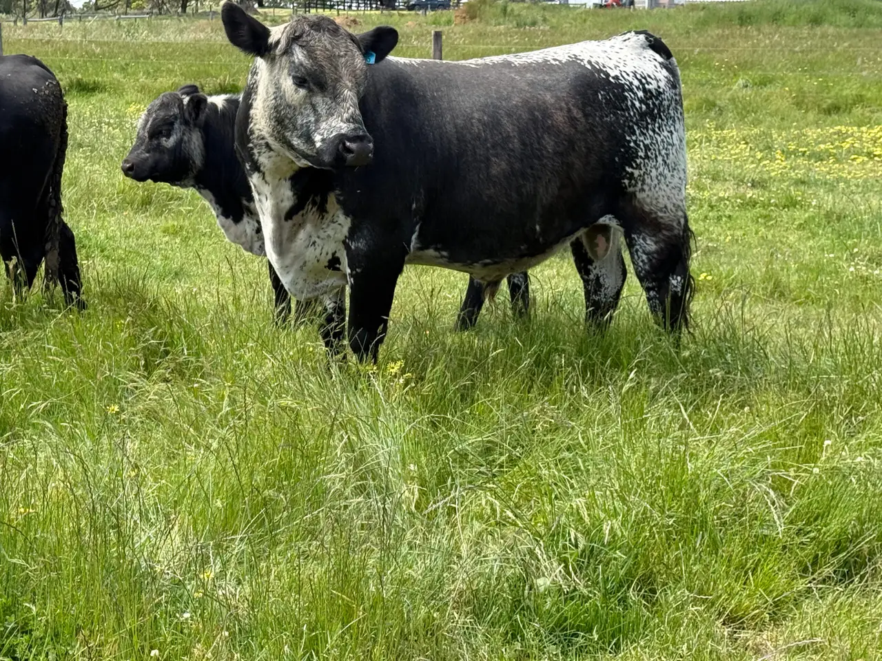 Speckle Park x Angus Bull (5 of 6)