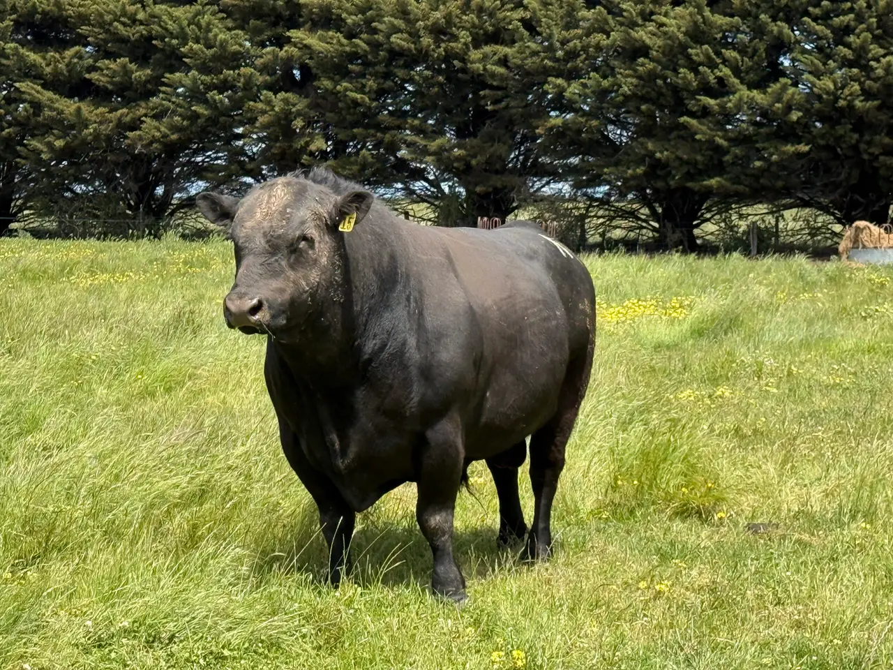 Angus Bull (1 of 2)