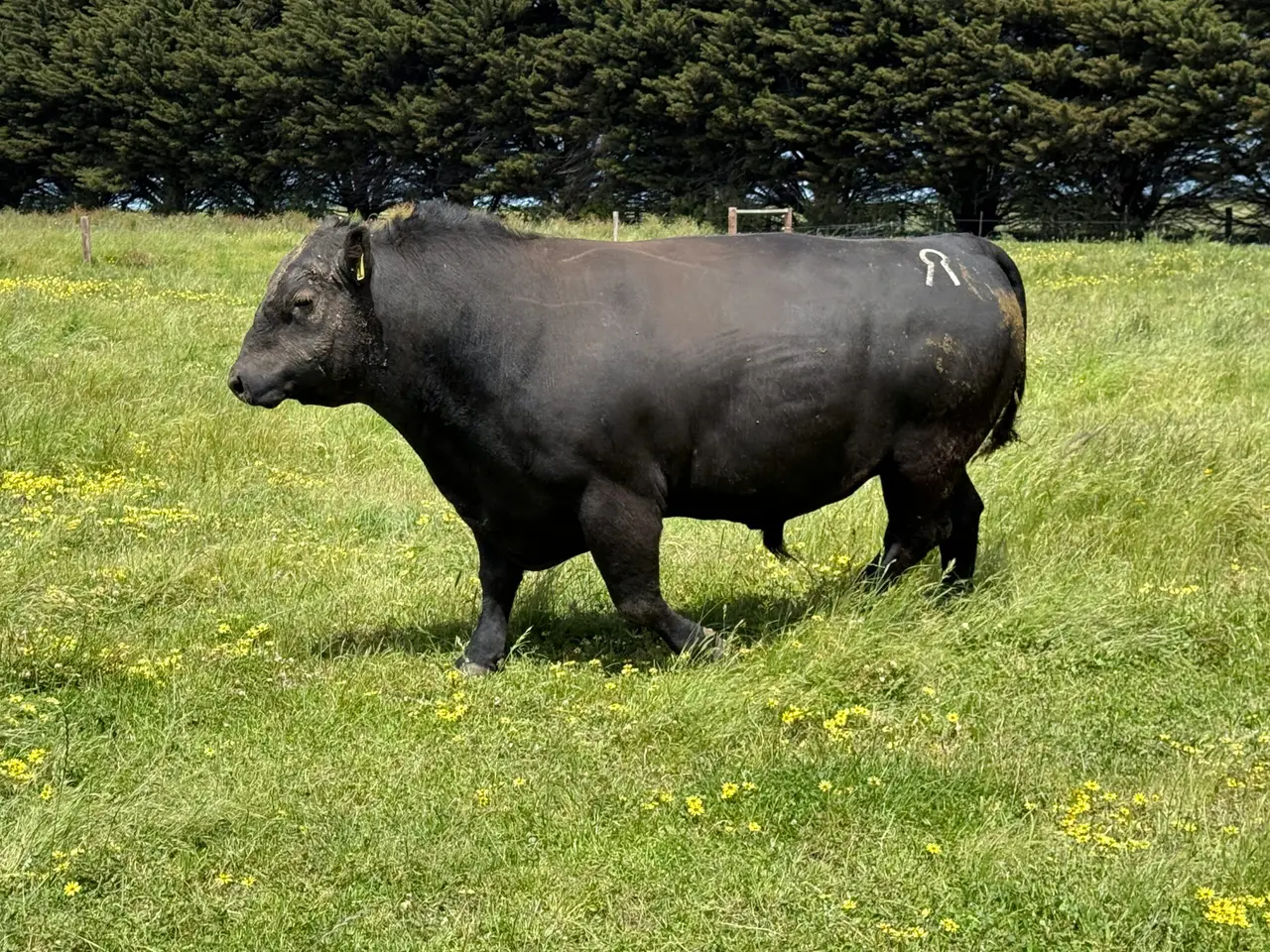 Angus Bull (2 of 2)