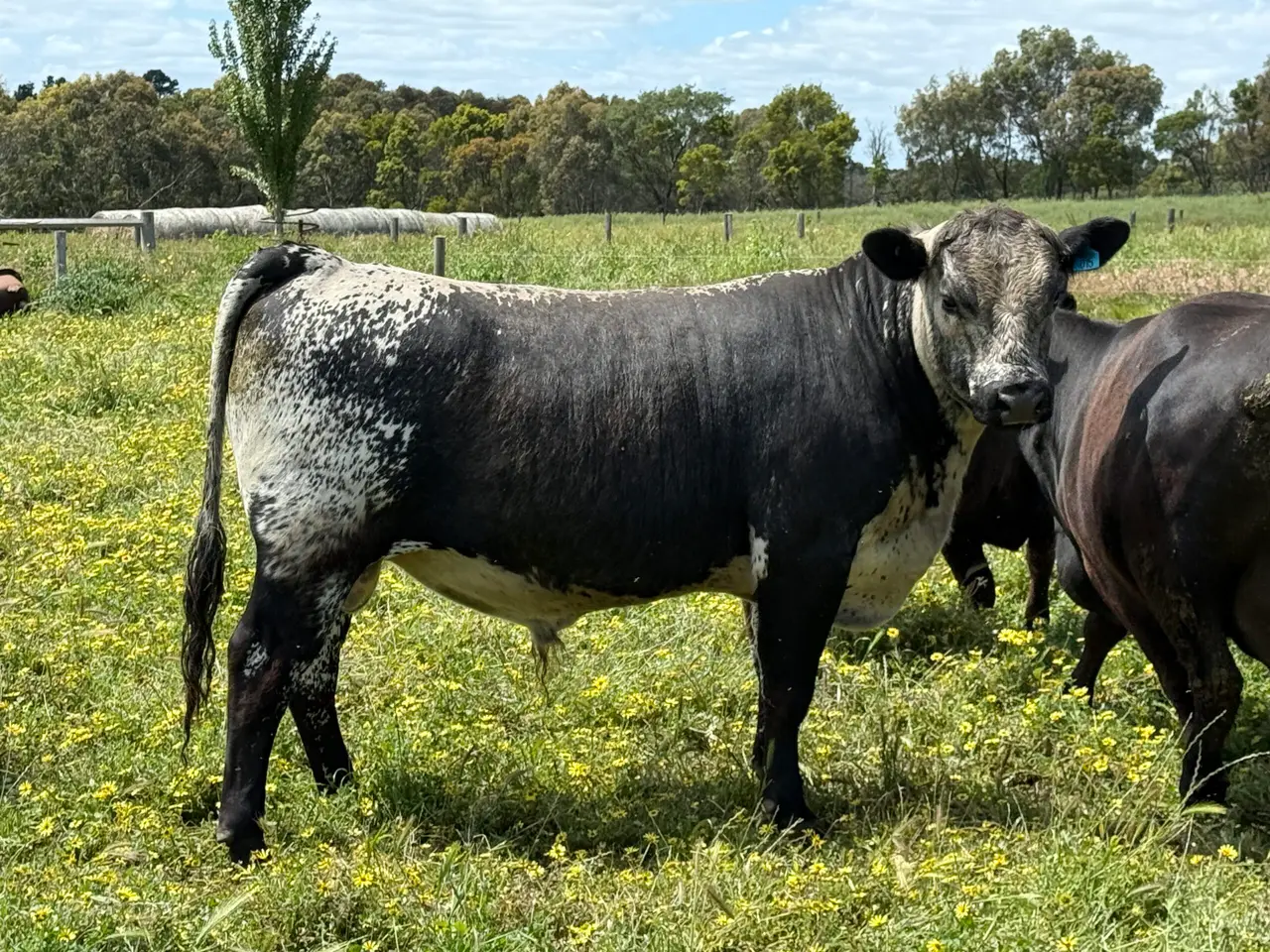 Speckle Park x Angus Bull (4 of 6)