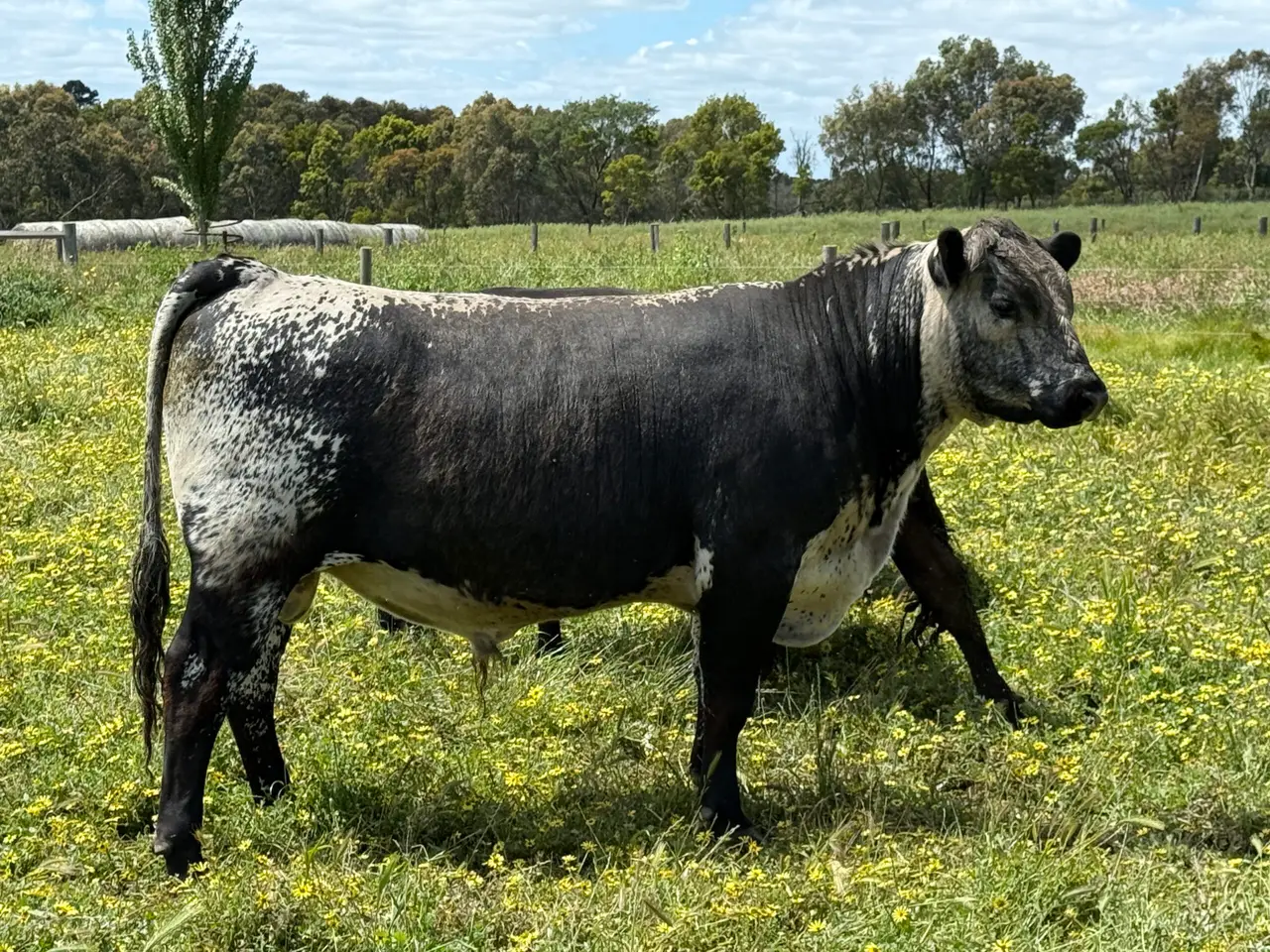 Speckle Park x Angus Bull (3 of 6)