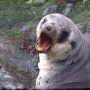 antarctica peninsula cruise