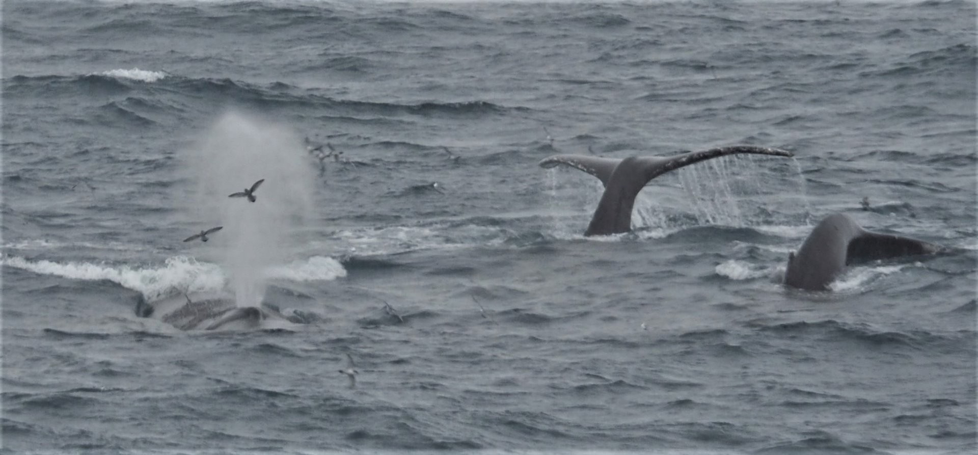 Antarctica Cruise Review Unglaublich Schone Reise