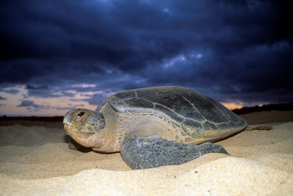 Groene zeeschildpad#}