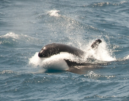 Flora and fauna in the Ross Sea#}