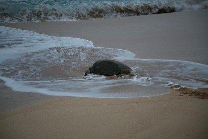 Green Turtles of Ascension Island#}