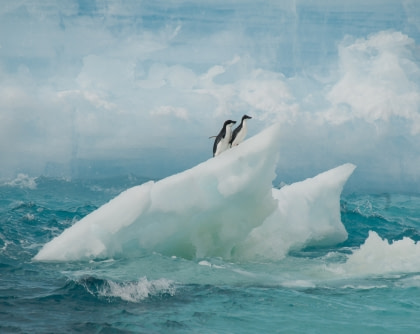 Flora and Fauna of the South Orkney Islands#}