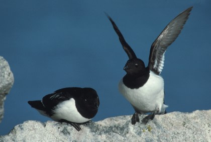 Reichhaltige Vogelwelt von Jan Mayen#}