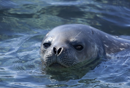 Wale und Robben im Weddell-Meer#}