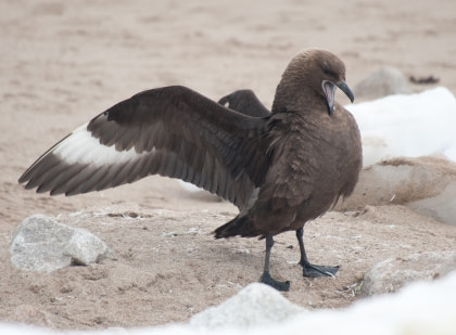 Tierwelt auf Deception Island#}