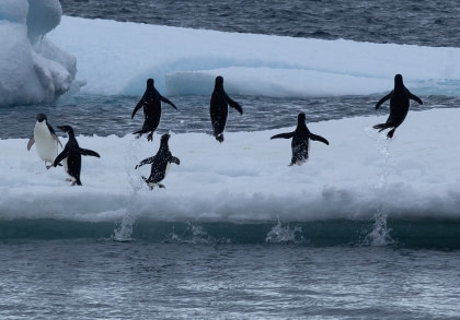 Adelie-Pinguine & Weddell-Meer#}