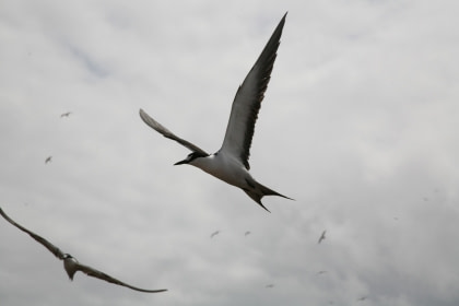 Sooty Terns on Ascension#}