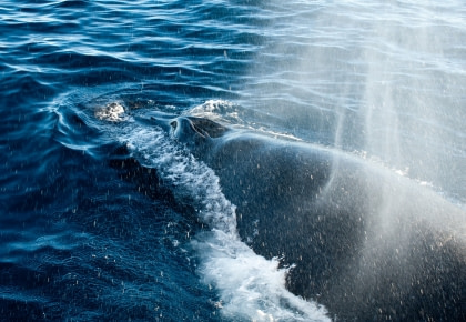 Whale safari#}